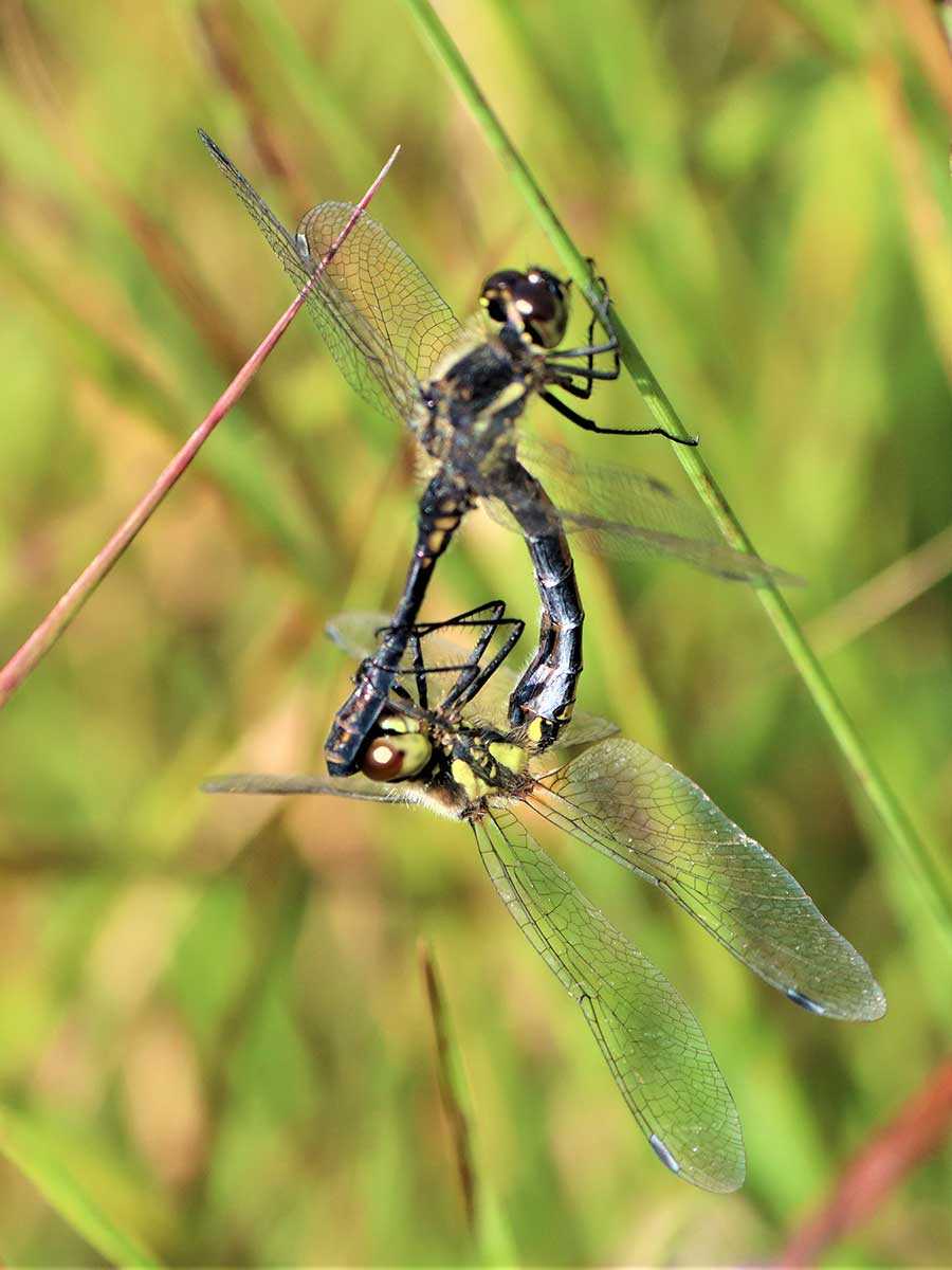 Sympetrum_danae